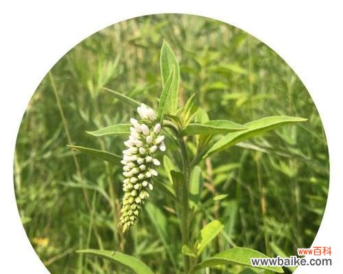 探索虎尾草的花语和意义 虎尾草的花语