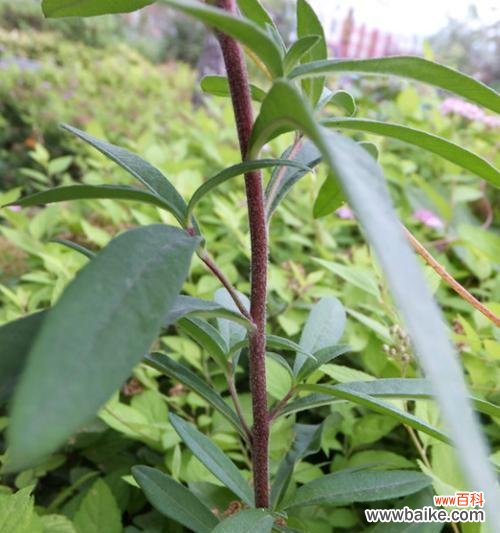 探索虎尾草的花语和意义 虎尾草的花语