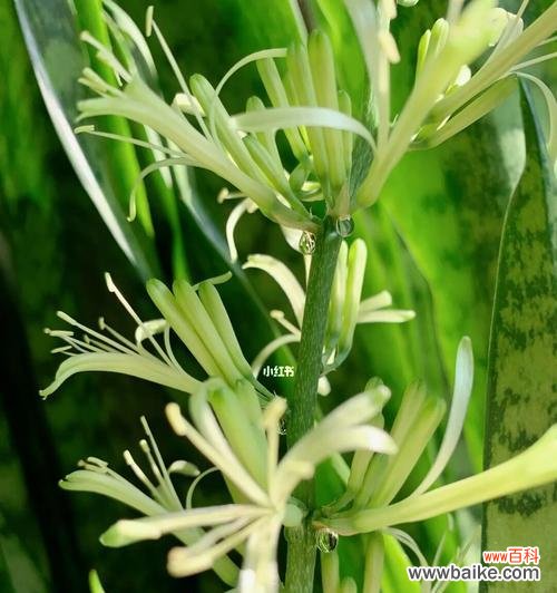 美丽绽放的希望与坚毅 虎皮兰盛开的寓意与象征