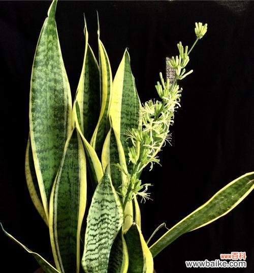 美丽绽放的希望与坚毅 虎皮兰盛开的寓意与象征