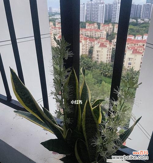 虎尾兰的意义及养护方法 虎尾兰花语