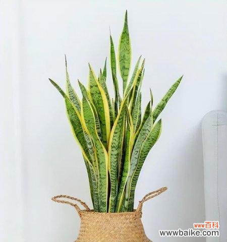 虎尾兰的意义及养护方法 虎尾兰花语