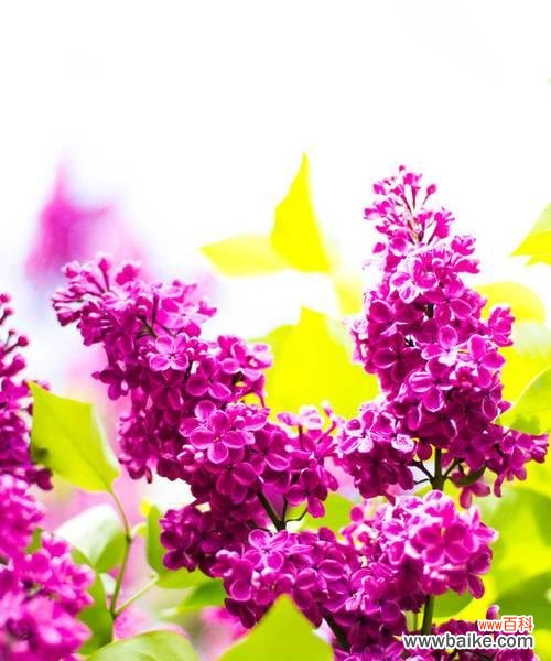 探寻丁香花的寓意和象征意义 花香蕴涵的丁香花语