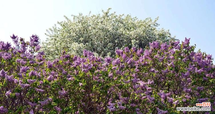 探寻丁香花的寓意和象征意义 花香蕴涵的丁香花语