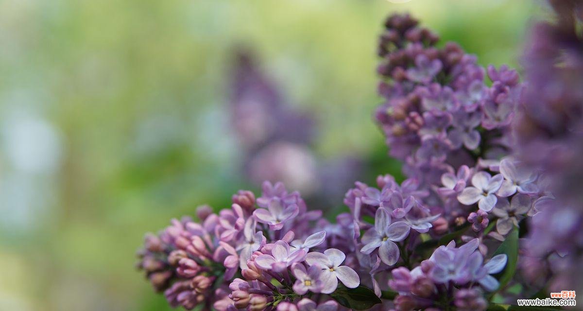 探寻丁香花的寓意和象征意义 花香蕴涵的丁香花语