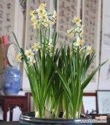 以花朵的语言 吉祥花花语