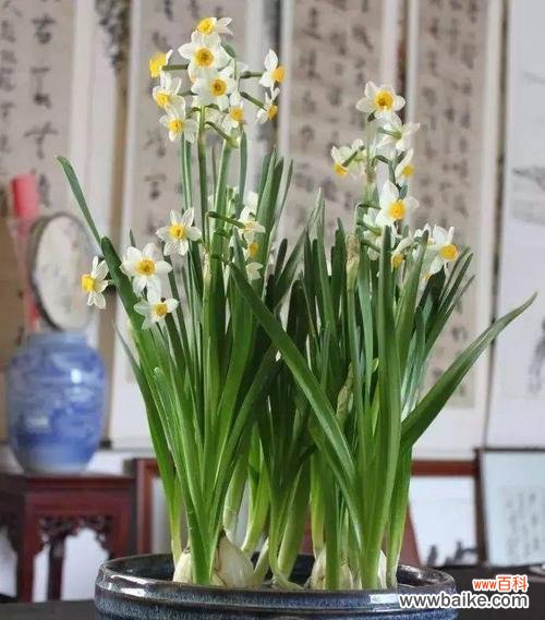 以花朵的语言 吉祥花花语