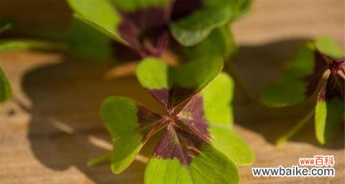 以花语传递的坚持力量 花开不败，坚持不懈