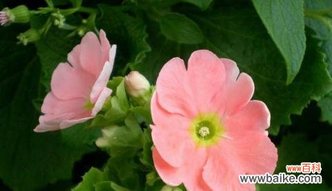 探寻15种敬佩的花 敬佩的花花语,崇尚美丽与坚韧