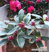 花开心语 开心的花花语