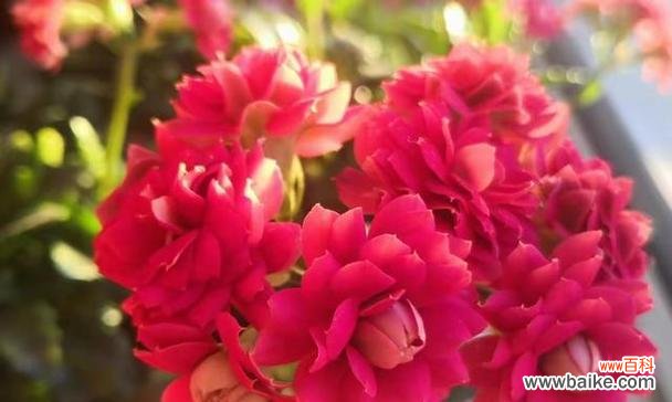 赏花时刻 花草伴你行,陪伴的花开放心