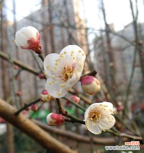 陌上花语指的是哪种动物?摸彩色棍送玫瑰花代表什么?