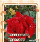 放手是什么花语啊？哪种花象征着放手与释怀？