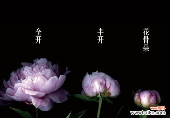 花语花开下一句是什么？别离开你的花语是什么？