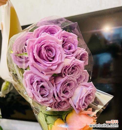 桔黄色玫瑰花的含义是什么?它象征着什么?