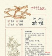 桔梗花语有何寓意？