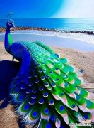 孔雀的花语代表了什么？