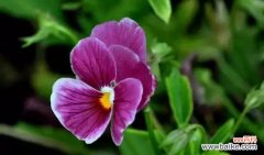 闹市旧巷中隐藏着怎样的花语？