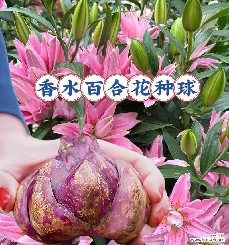 香水花语代表什么?香水花象征什么?