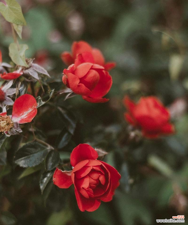 哪种花的花语象征着灵魂伴侣？它们代表了什么？