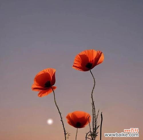 哪种花的花语象征着灵魂伴侣？它们代表了什么？