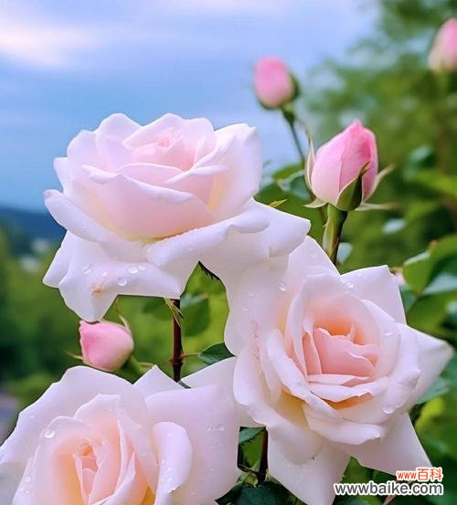 哪种花的花语象征着灵魂伴侣？它们代表了什么？