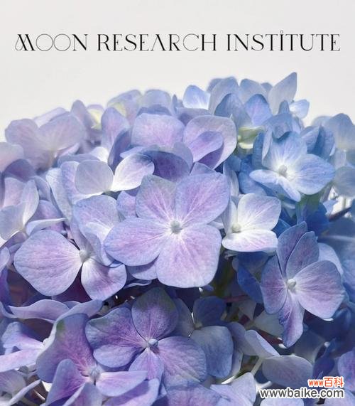 代表清澈的花语是什么花?清澈的花语有什么特别含义?