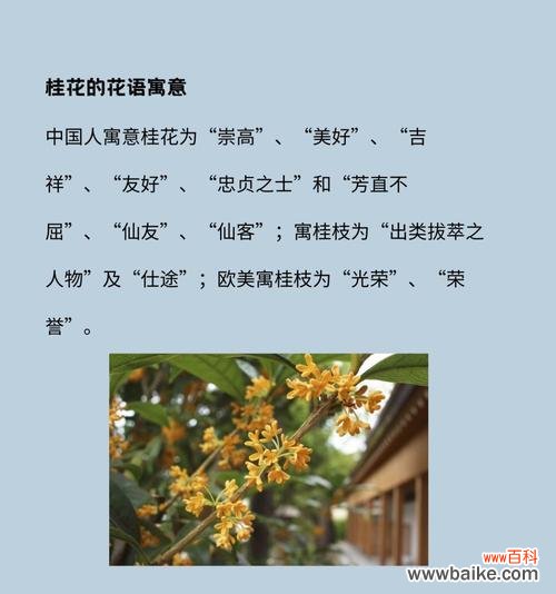 代表清澈的花语是什么花?清澈的花语有什么特别含义?