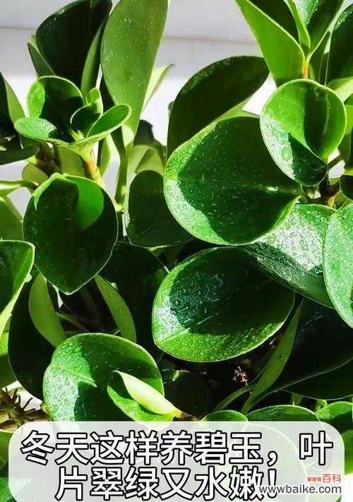 碧玉绿植的花语是什么?如何养护碧玉绿植?