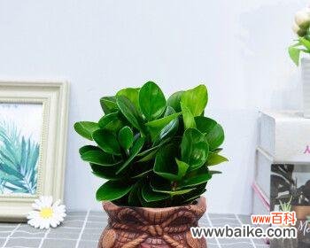 碧玉绿植的花语是什么?如何养护碧玉绿植?