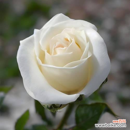 哪些白色花朵有特别的花语?白色花朵的寓意是什么?