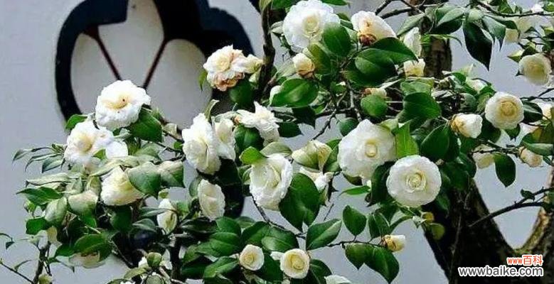 哪些白色花朵有特别的花语?白色花朵的寓意是什么?