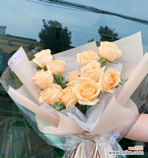 六只香槟花语代表什么?如何正确解读?