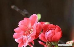 揭开虐心花背后隐藏的哀伤 情深花语