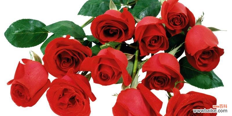 用花语诠释19朵玫瑰的浪漫与情感 花语19朵玫瑰的深刻寓意