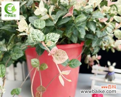 花叶络石的隐喻意义与象征力 以花叶络石的寓意——力量与和谐