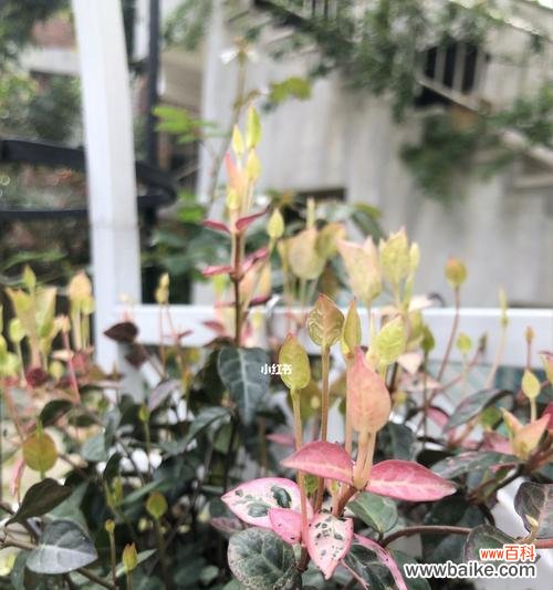 花叶络石的隐喻意义与象征力 以花叶络石的寓意——力量与和谐