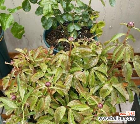 探索植物花芽分化的意义和过程 花芽分化