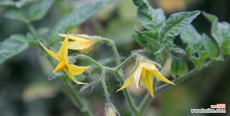 探索植物花芽分化的意义和过程 花芽分化