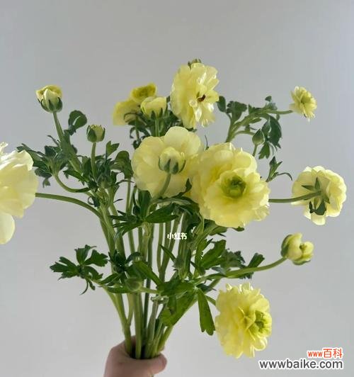 不同颜色的花毛茛,解读不同的情感与寓意 花开绽放之美——探寻花毛茛的花语奥秘