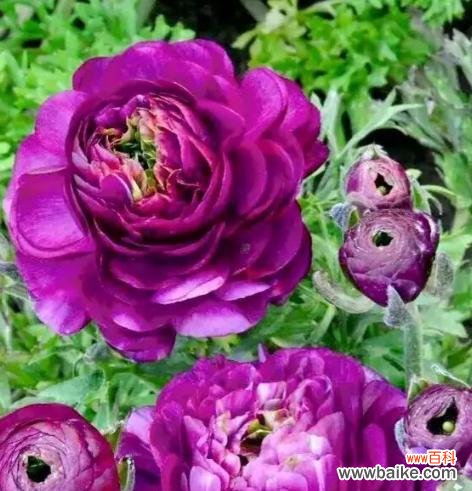 不同颜色的花毛茛,解读不同的情感与寓意 花开绽放之美——探寻花毛茛的花语奥秘