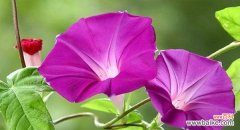 春天花朵的美丽与寓意 《春天花的花语》