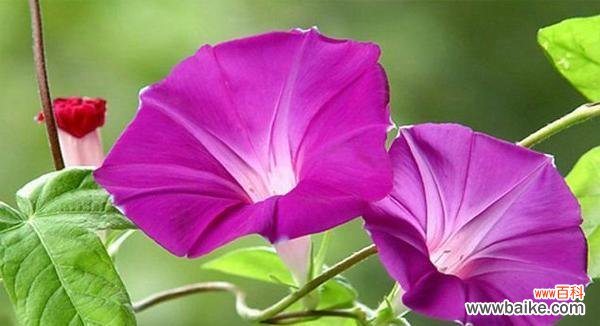 春天花朵的美丽与寓意 《春天花的花语》