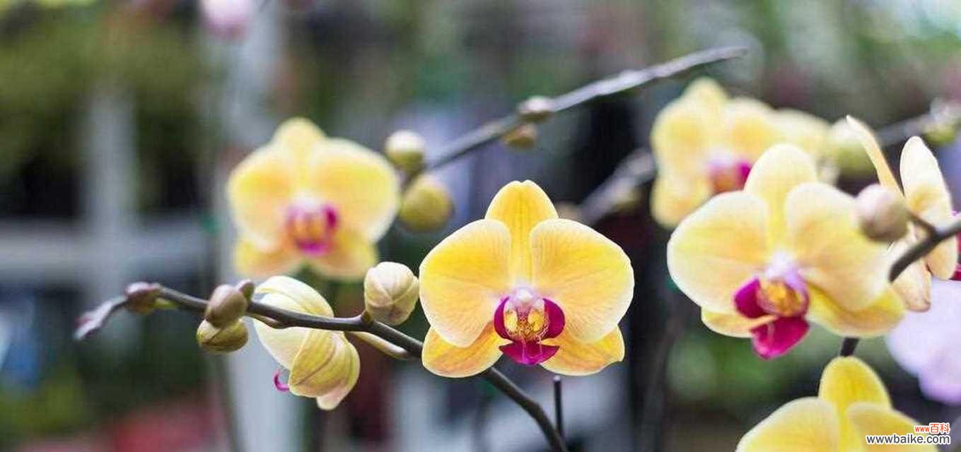 以花语大全解读坚强之花 花开坚强如铁，展现生命力量