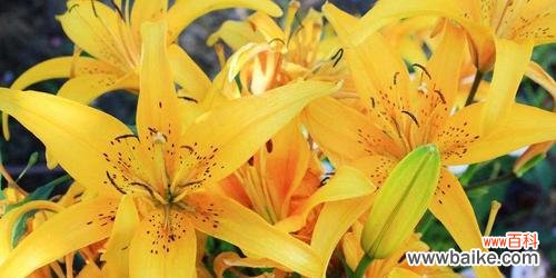 以花语大全解读坚强之花 花开坚强如铁，展现生命力量