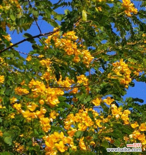 探寻花语中的友情密码 花语传情