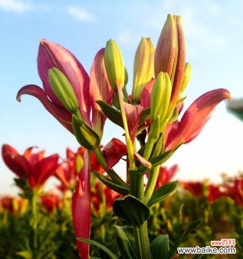 揭秘黄百合的花语及其寓意 黄百合花语