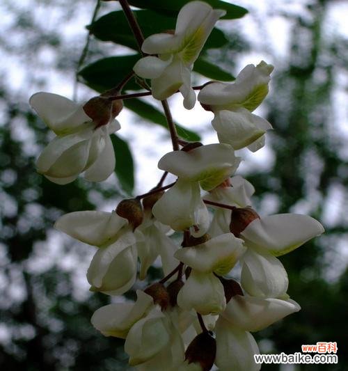 探寻槐花的寓意与象征 槐花的花语意义