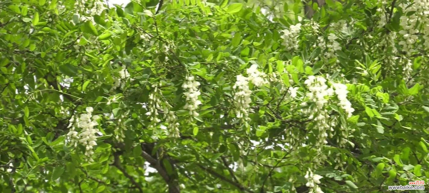 探寻槐花的寓意与象征 槐花的花语意义