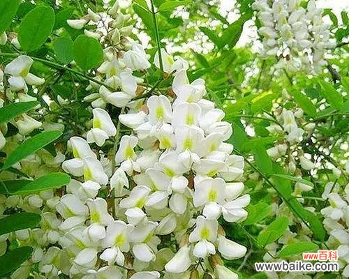 探寻槐花的寓意与象征 槐花的花语意义